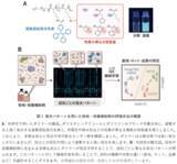 「バイオものづくりを支える培養―その基盤となる培地の違いや状態を見分ける新技術」の画像2