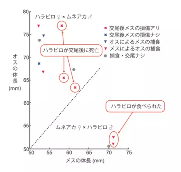 外来種カマキリが在来種に与える「見えにくい影響」
