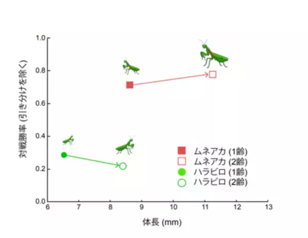 「外来種カマキリが在来種に与える「見えにくい影響」」の画像