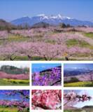 「令和8年度「武田の里ウォーク～新府桃源郷コース～」4月4日開催【要事前申込み】」の画像2