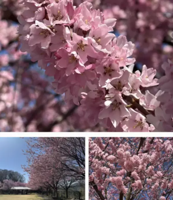 「韮崎市の桜・桃の開花情報を随時発信中！」の画像