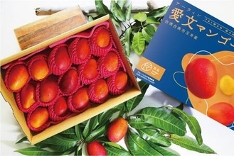 台湾アーウィンマンゴー発祥の地「玉井マンゴー」  旬の5kg箱を期間限定・数量限定で販売