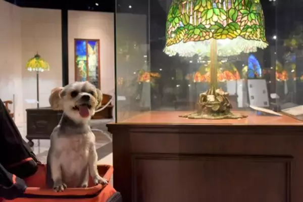「アイコニア・ホスピタリティ 「わんちゃん専用大型バス」で行く、当社初の愛犬同伴ツアーを販売開始」の画像