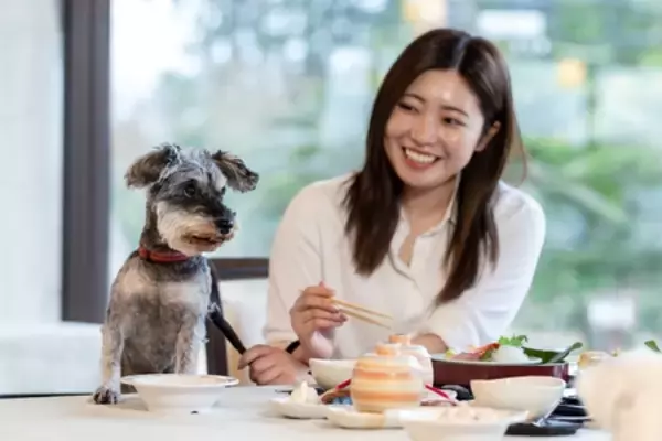 「アイコニア・ホスピタリティ 「わんちゃん専用大型バス」で行く、当社初の愛犬同伴ツアーを販売開始」の画像