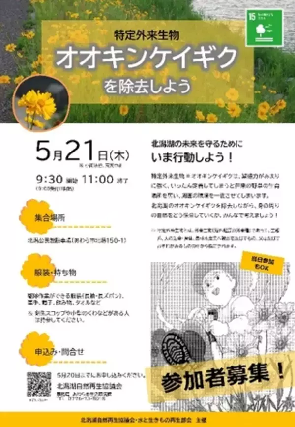 根絶目前／北潟湖で市民と学生が挑む「オオキンケイギク除去イベント」開催