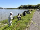 「根絶目前／北潟湖で市民と学生が挑む「オオキンケイギク除去イベント」開催」の画像3