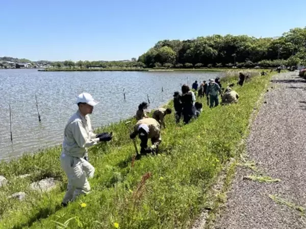 「根絶目前／北潟湖で市民と学生が挑む「オオキンケイギク除去イベント」開催」の画像