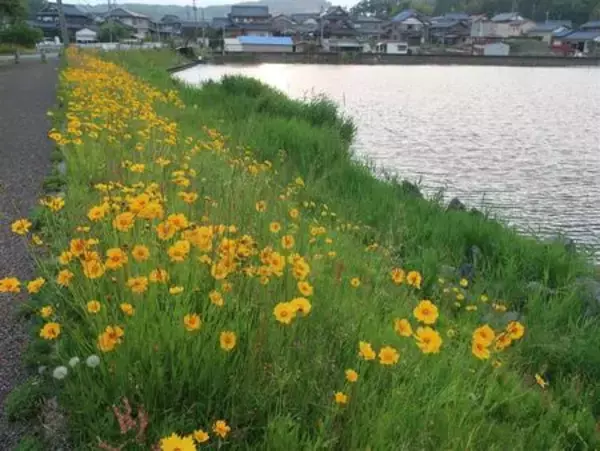 「根絶目前／北潟湖で市民と学生が挑む「オオキンケイギク除去イベント」開催」の画像