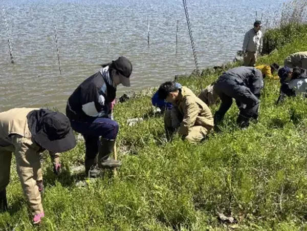 「根絶目前／北潟湖で市民と学生が挑む「オオキンケイギク除去イベント」開催」の画像