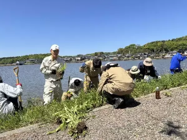「根絶目前／北潟湖で市民と学生が挑む「オオキンケイギク除去イベント」開催」の画像