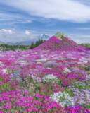 「関東最大級・富士山を彩る50万株の絶景「2026富士芝桜まつり」4月11日（土）より開催！」の画像1