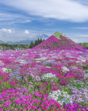 関東最大級・富士山を彩る50万株の絶景「2026富士芝桜まつり」4月11日（土）より開催！