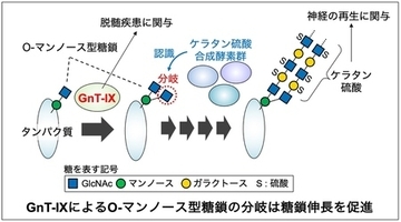 脳の糖鎖が伸びる仕組みを解明