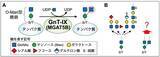 「脳の糖鎖が伸びる仕組みを解明」の画像2