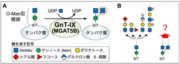 「脳の糖鎖が伸びる仕組みを解明」の画像