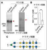 「脳の糖鎖が伸びる仕組みを解明」の画像3