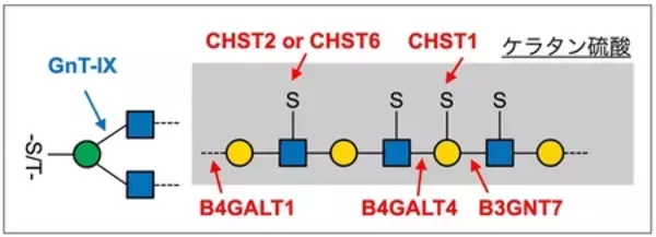 「脳の糖鎖が伸びる仕組みを解明」の画像