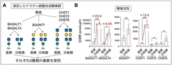 「脳の糖鎖が伸びる仕組みを解明」の画像