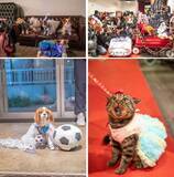 「愛犬・愛猫と一緒にレッドカーペットを歩く、ファッションショーを開催！」の画像4