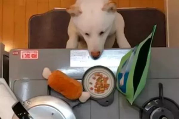 「【注意喚起】冬の“もふもふ”接近注意報！ ～ガスこんろの事故で気を付けたい4つのポイント～」の画像