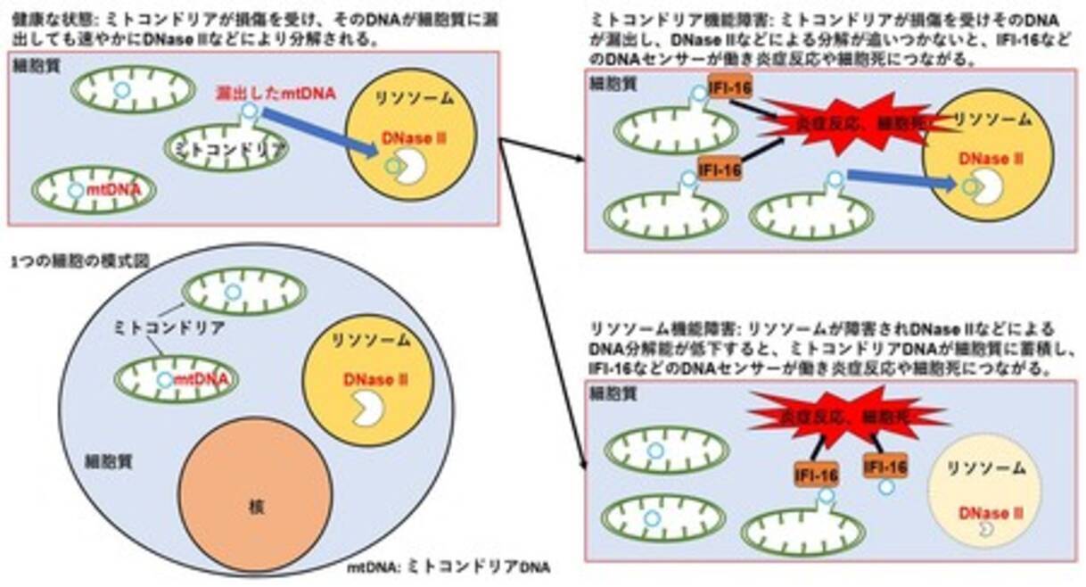 エキサイト