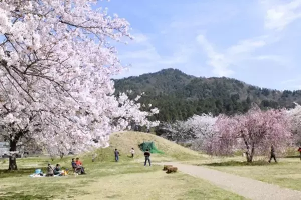 「本当は秘密にしたい。地元担当者が語る桜絶景」の画像
