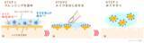 「コラーゲンで洗う美容保水クレンジング 「コラリッチ ソア メルティングバームクレンジング」4/15(水)発売」の画像3
