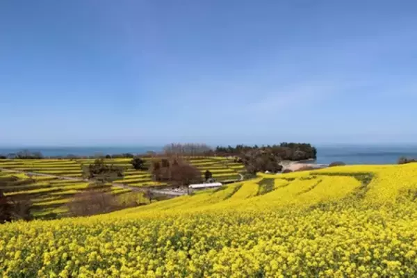 「約4万人来場の春イベントが夜間初開催へ ― 長崎鼻 菜の花ライトアップ（2026年3月14日開幕）」の画像