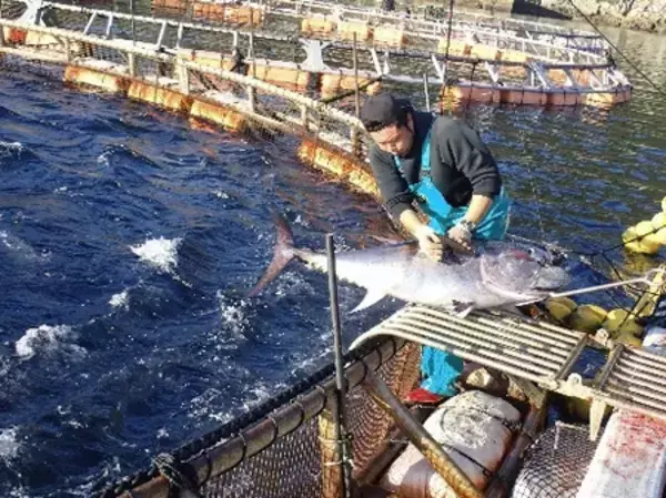 「～水揚げ量西日本一の水産県長崎～ 「長崎フェア」を魚耕で開催！」の画像