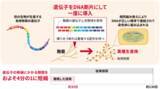 「麹菌に有用物質の“設計図”を素早く読み込ませる方法」の画像1