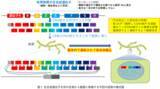 「麹菌に有用物質の“設計図”を素早く読み込ませる方法」の画像2