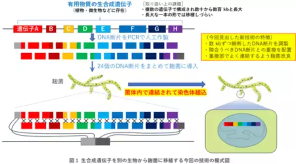 「麹菌に有用物質の“設計図”を素早く読み込ませる方法」の画像