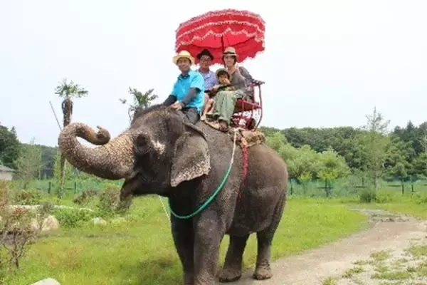 「那須サファリパーク・那須ワールドモンキーパーク 栃木県・千葉県・宮城県民限定 県民感謝キャンペーン開催」の画像