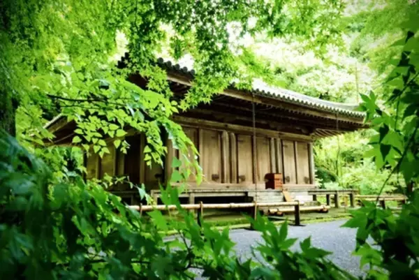 「全国的にも珍しい年2回の新そばが楽しめる「豊後高田そば」の「春の新そば」が6／20（土）に解禁！」の画像