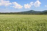 「全国的にも珍しい年2回の新そばが楽しめる「豊後高田そば」の「春の新そば」が6／20（土）に解禁！」の画像5