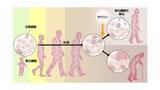 「厚生労働省が日本人の平均寿命を発表。 大正製薬が発見！日本人の長生きの秘訣は、実はあの国民的栄養素！」の画像3