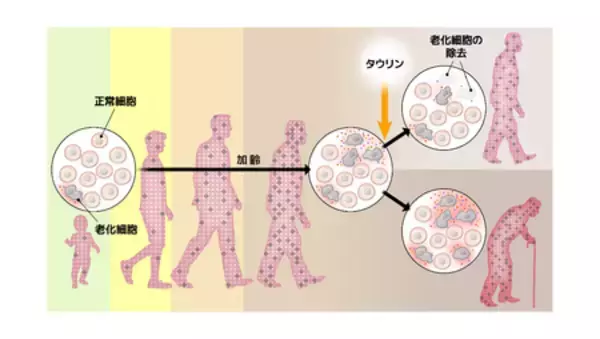 「厚生労働省が日本人の平均寿命を発表。 大正製薬が発見！日本人の長生きの秘訣は、実はあの国民的栄養素！」の画像