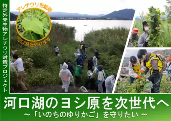 河口湖の水辺を守る！「いのちのゆりかご」ヨシ原を特定外来生物アレチウリから救うクラウドファンディング