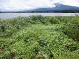 「河口湖の水辺を守る！「いのちのゆりかご」ヨシ原を特定外来生物アレチウリから救うクラウドファンディング」の画像3