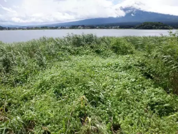 「河口湖の水辺を守る！「いのちのゆりかご」ヨシ原を特定外来生物アレチウリから救うクラウドファンディング」の画像