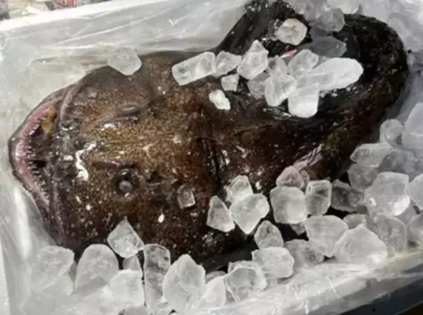 「熱海ミニ横丁、4周年を迎えさらなる進化へ！ 累計来場者数6万人突破！料理100種以上！酒1,000種以上！」の画像