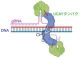 「国産ゲノム編集技術UCAYの編集効率を向上」の画像1