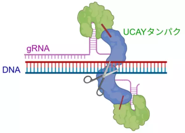 国産ゲノム編集技術UCAYの編集効率を向上