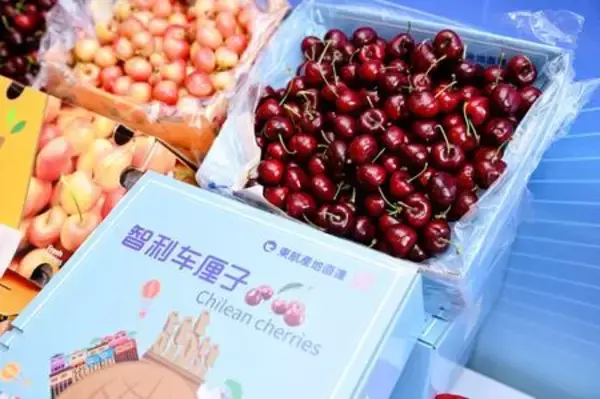 「スイート・エクスプレス」が地球を半周：東方航空物流、チリ産チェリーを過去最短の24時間でチャーター輸送