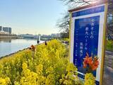 「毎年2月14日はセカンドオピニオンを考える日 「セカオピ川柳」をしながわ花海道（品川区勝島運河）に展示」の画像1