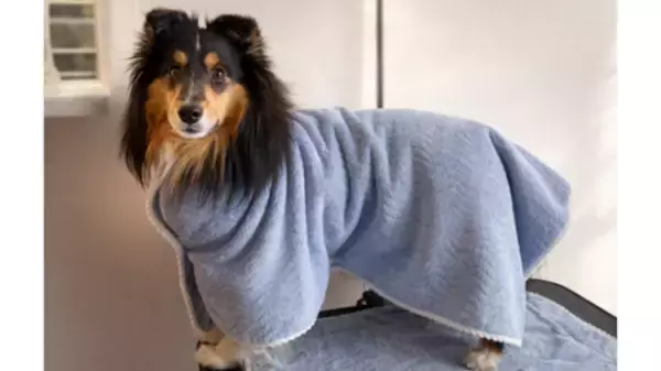 愛犬の「おうちシャンプー」を、もっとラクにする日繊商工の吸水タオル『Mofu MoCoCo』2月25日発売