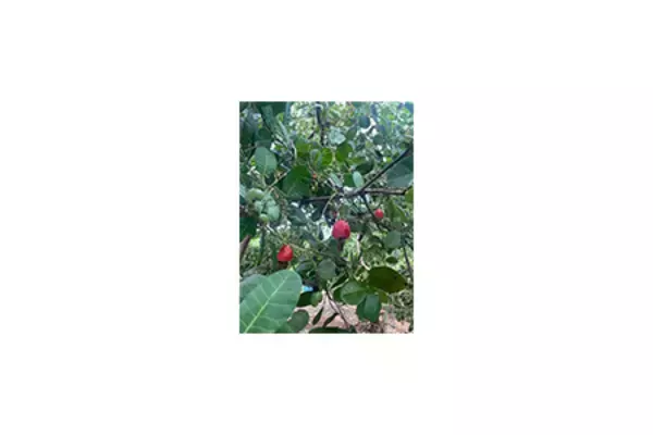 グローバルサウス未来志向型共創事業費補助金（小規模実証・FS事業）に採択