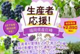 「ＪＡタウン「博多うまかショップ」で規格外の「福岡県産巨峰」を特別価格で販売！」の画像1