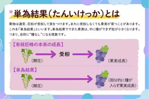 「ＪＡタウン「博多うまかショップ」で規格外の「福岡県産巨峰」を特別価格で販売！」の画像