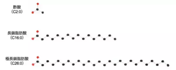 指定難病「副腎白質ジストロフィー」診断の鍵となる マーカー分子の産生酵素を発見